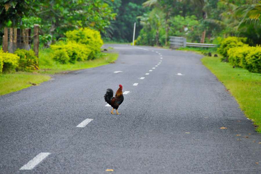 burnout concept | chicken crossing the road